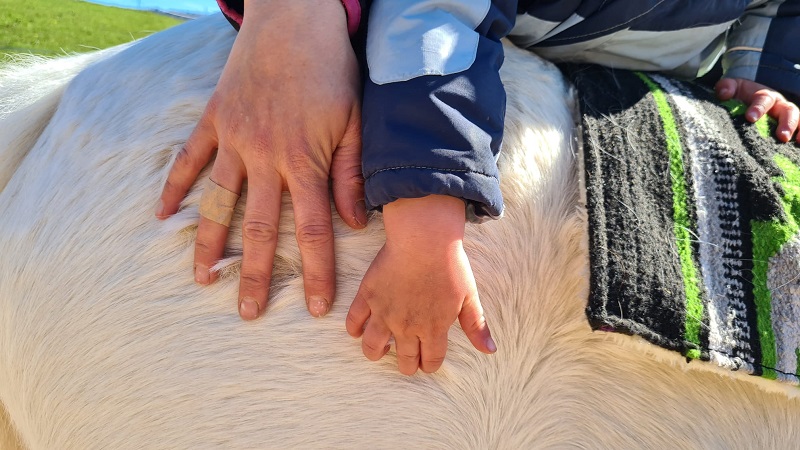 Handkontakt mit Pony